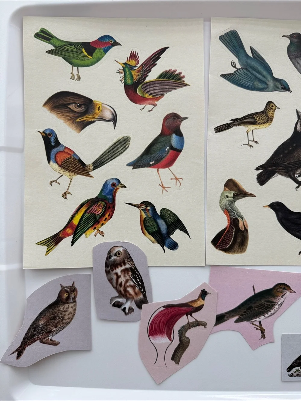 Bird Gift Bag and Stickers